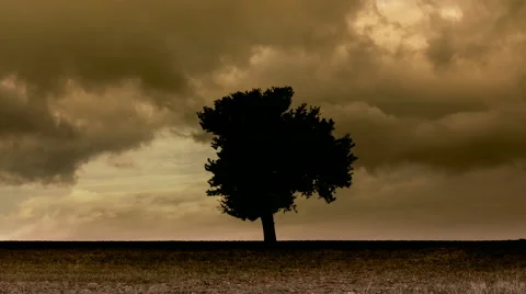 Winter landscape,lonely tree in meadow,storm clouds timelapse Stock Footage 49943871