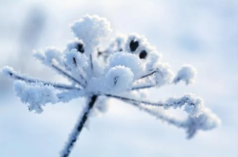 Winter landscape.winter scene Stock Photos