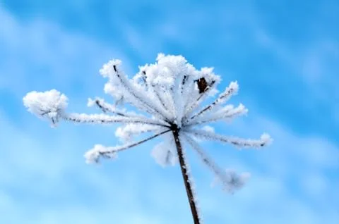 Winter landscape.winter scene Stock-Fotos