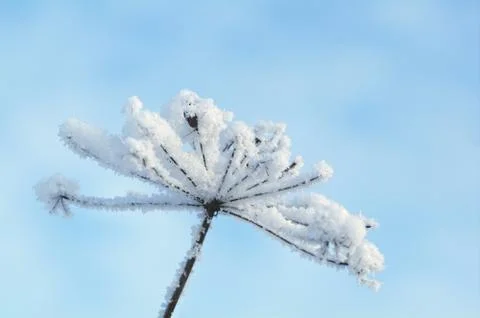 Winter landscape.winter scene Stock Photos