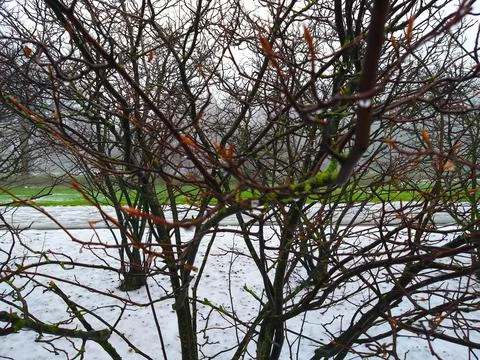 Winter landsccape Stock Photos