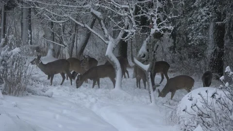 Winter large herd of roe deer eats frozen apples in the garden Stock Footage 233485500