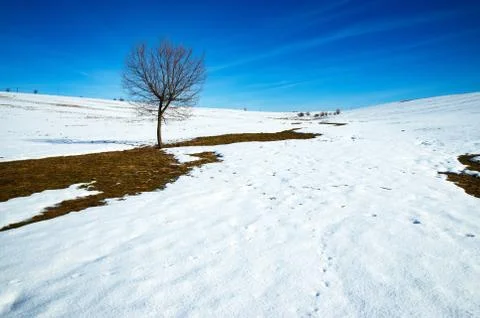 Winter on a large meadow with a tree Stock Photos