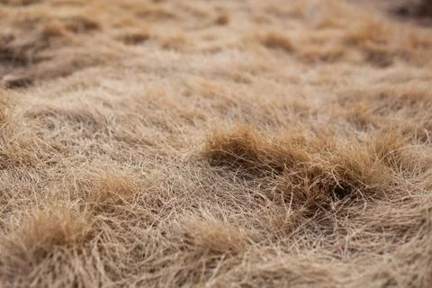 Winter lawn Stock Photos