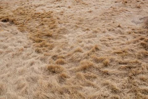 Winter lawn Stock Photos