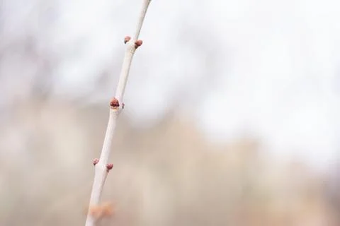 Winter Leaf Buds Stock-Fotos