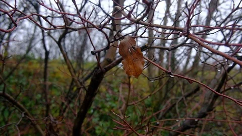 Winter Leaf in Gentle Wind Stock Footage 121356049