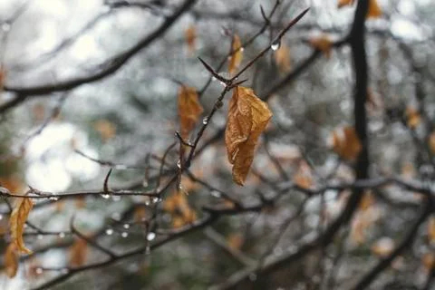 Winter leaf Photos