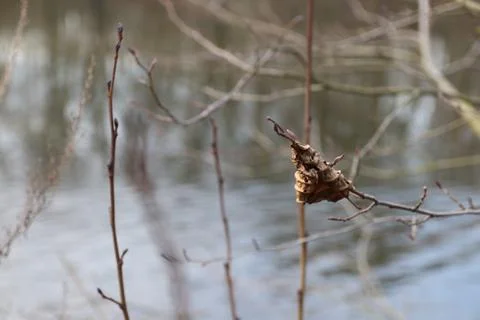 Winter leaf on tree in front of lake Stock Photos