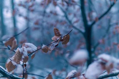 Winter leafes Stock Photos