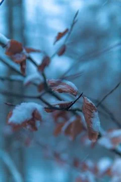 Winter leafes Stock Photos