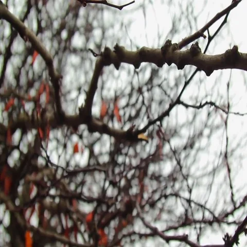 Winter leafless tree branches with bright orange seeds and water drops Stock Footage 69484576