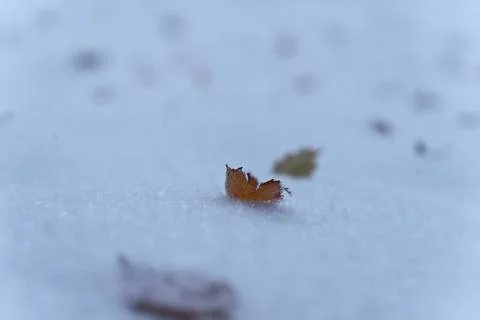 Winter Leave Stock Photos