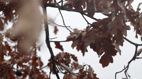 Winter leaves moving with wind Stock Footage 80416699