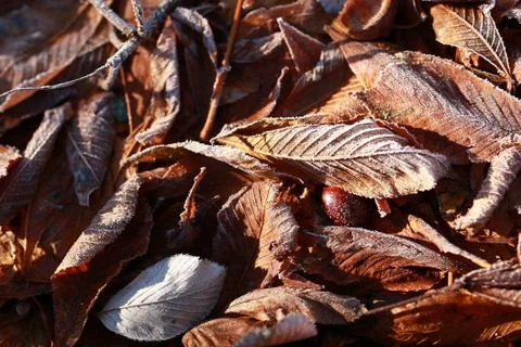Winter leaves Stock Photos