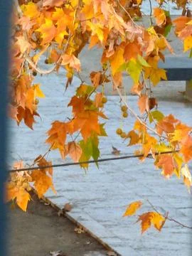 Winter leaves Stock Photos