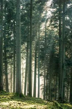 Winter light among the trees Foto stock