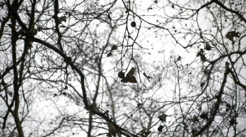 Winter light. Stock Footage 583385