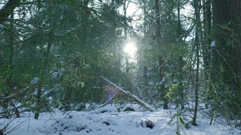 Winter Light Scene, Bright Beam Cuts Through Frosty Conifer Cover Revealing Video stock 327051456