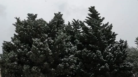 Winter Light Snow Falling on Pine Trees Stock Footage 236616107