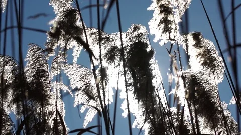 Winter light troug reed Stock Footage 84186434