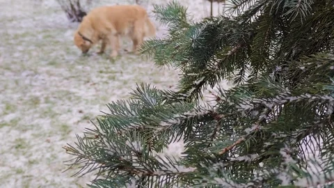 Winter with light wind in a winter city park close-up.  Stock-Footage 250396697