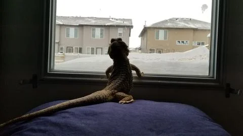 Winter Lizard 스톡 사진