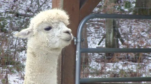 Winter - Llama looks into the camera Stock Footage 42942114