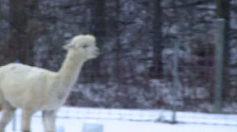 Winter - Llama walking back to the Barn Stock Footage 42942128