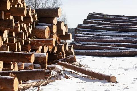Winter logging of coniferous timber in the forest Stock Photos