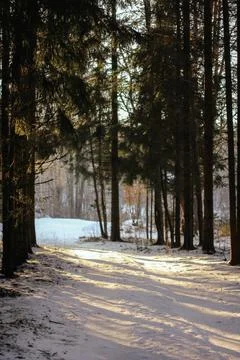 Winter low sun breaks through the trees in the winter forest Fotos de archivo