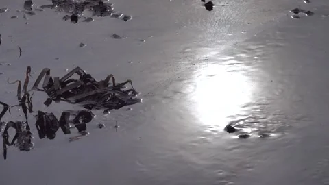 The winter low sun is reflected in the tin-colored water Stock Footage 341341604
