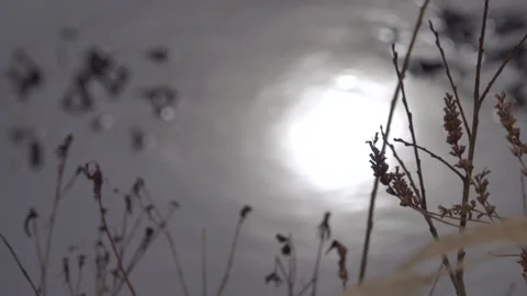 The winter low sun is reflected in the tin-colored water Stock Footage 341341670