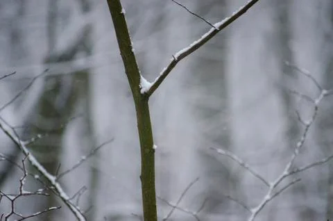 Winter in Lviv Stock Photos