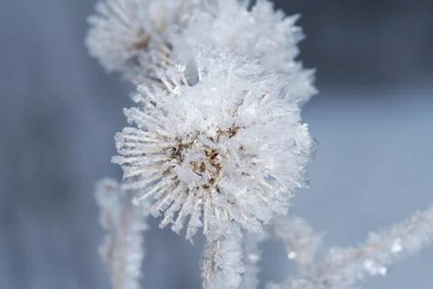 Winter macro Stock Photos
