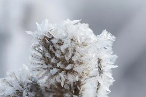 Winter macro Stock Photos