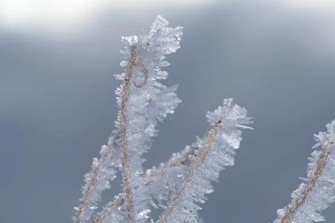 Winter macro Foto stock