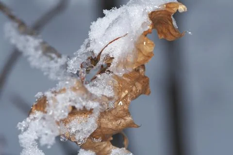 Winter macro Stock Photos