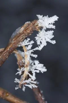Winter macro Stock Photos