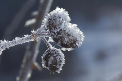 Winter macro Stock Photos