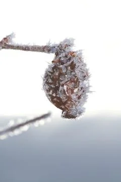 Winter macro Stock Photos