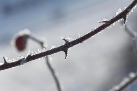 Winter macro Stock Photos