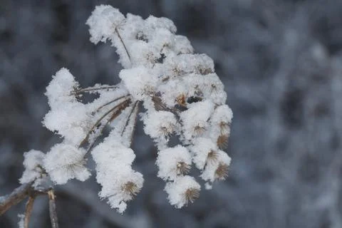 Winter macro Stock Photos