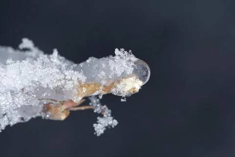 Winter macro Stock Photos
