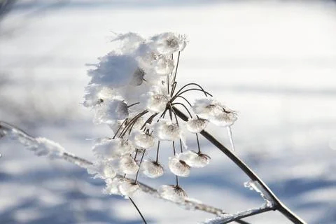 Winter macro Stock Photos