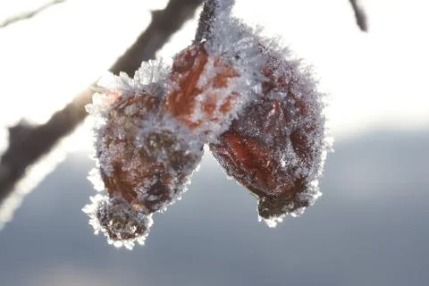 Winter macro Foto stock