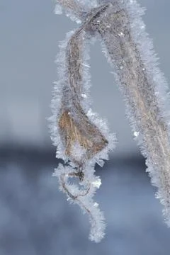 Winter macro Stock Photos