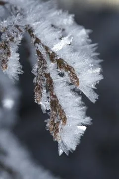 Winter macro Stock Photos