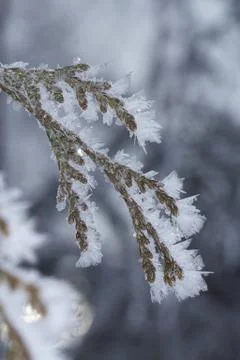 Winter macro Stock Photos