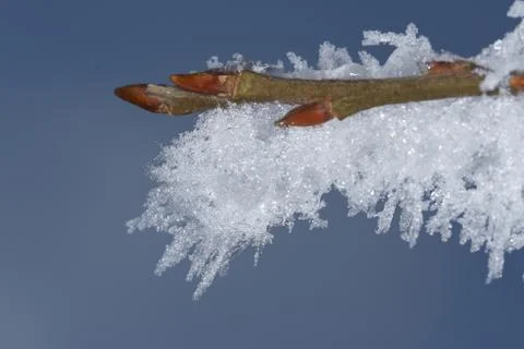 Winter macro Stock Photos